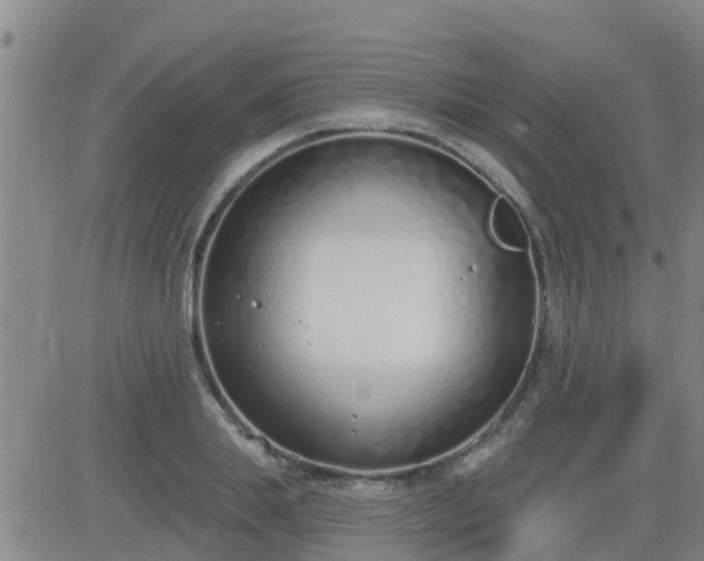 X0000083530839200702161910