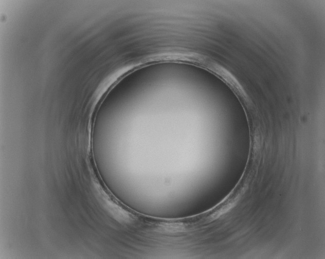 X0000083530844200702161910