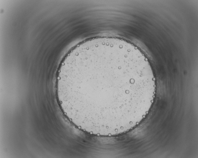 X0000083530856200702161910