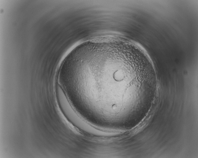 X0000083530859200702161911