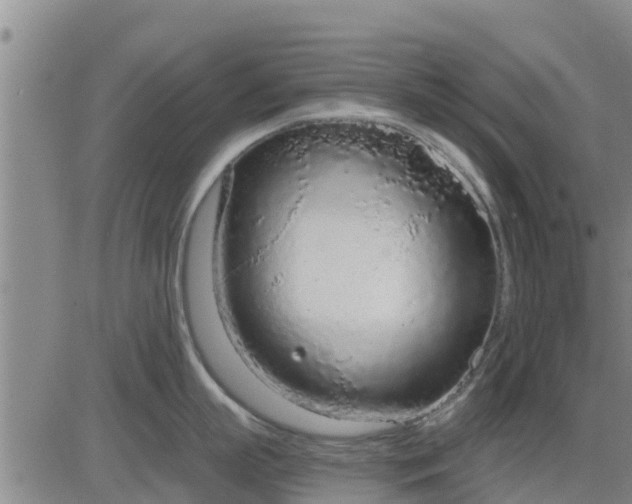 X0000083530863200702161911