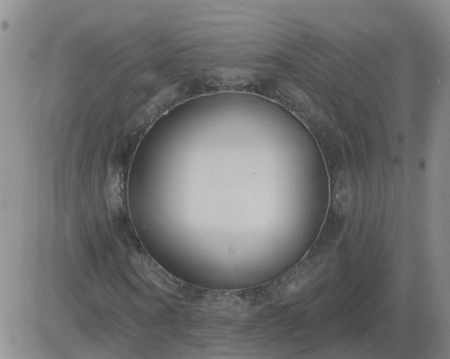 X0000083530866200702161910