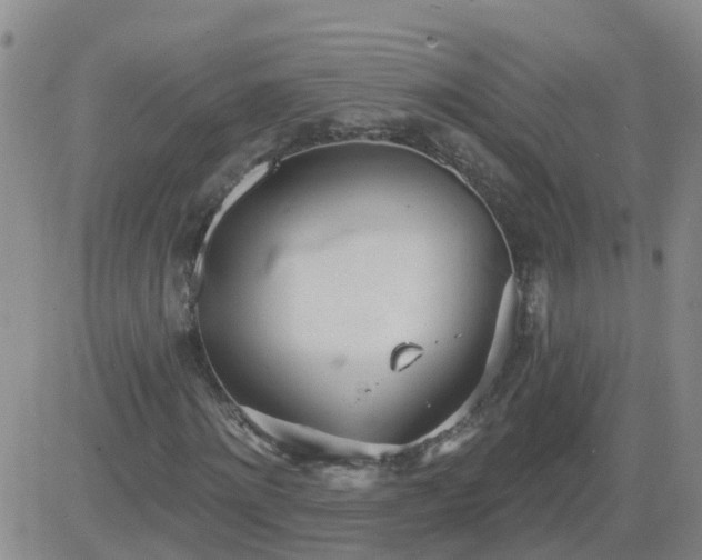 X0000083530868200702161910