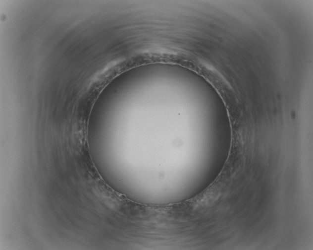 X0000083530870200702161910