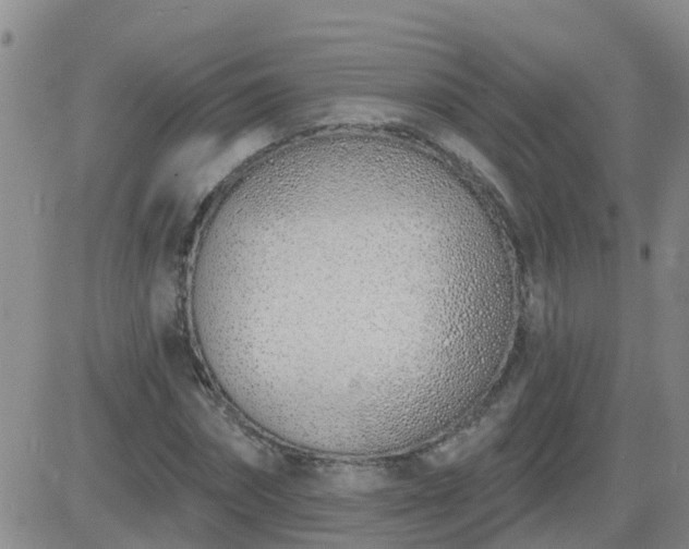 X0000083530874200702161910