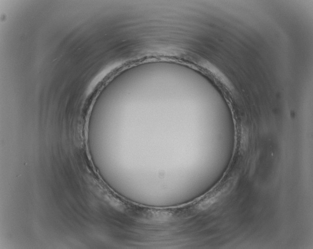 X0000083530878200702161910