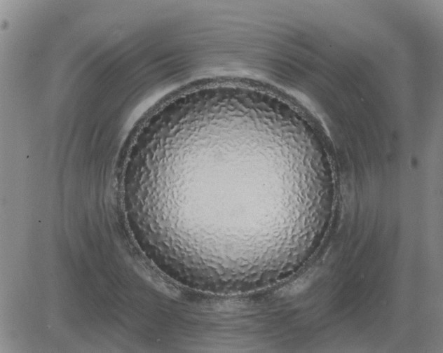 X0000083530879200702161910