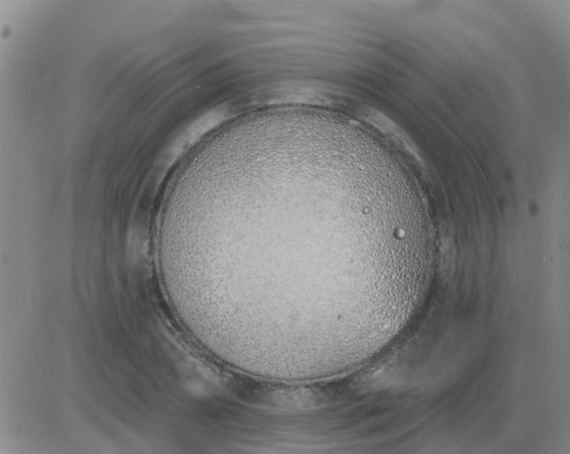 X0000083530882200702161910