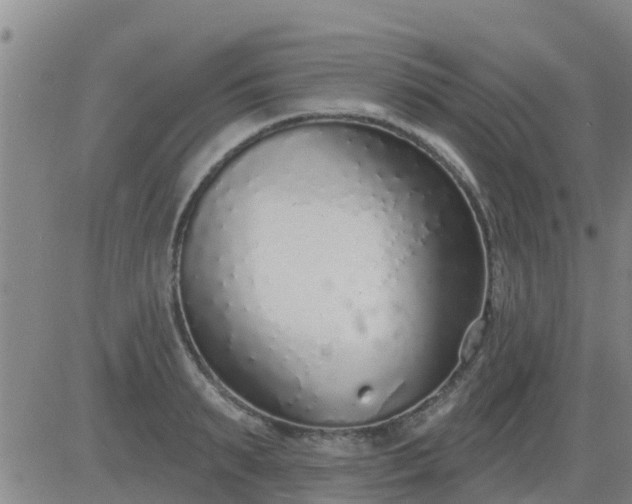 X0000083530895200702161909