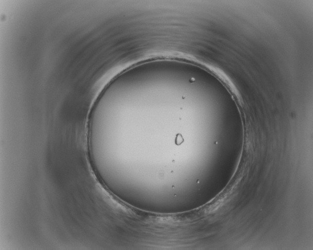 X0000083530903200702161909