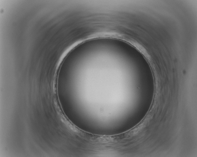 X0000083530912200702161909