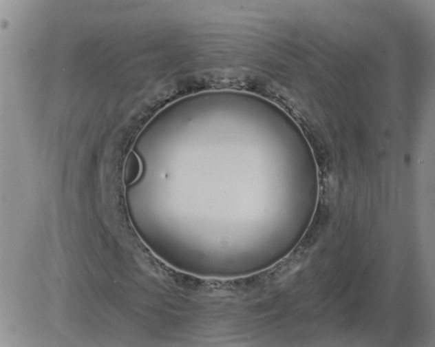 X0000083530913200702161908