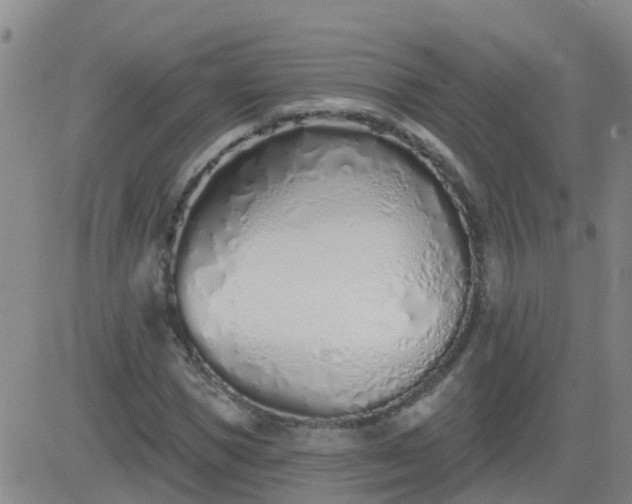 X0000083530921200702161908