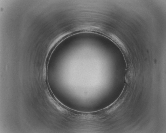 X0000083530940200702161909