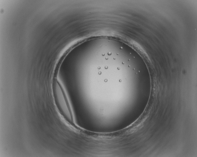 X0000083530942200702161909