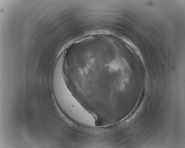 X0000083530945200702161909