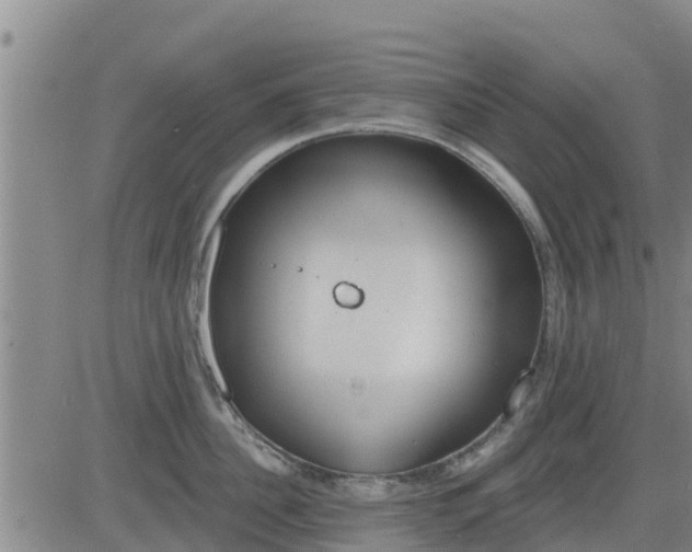 X0000083530956200702161909