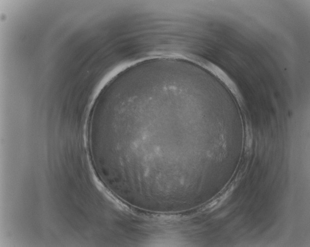 X0000083530958200702161909