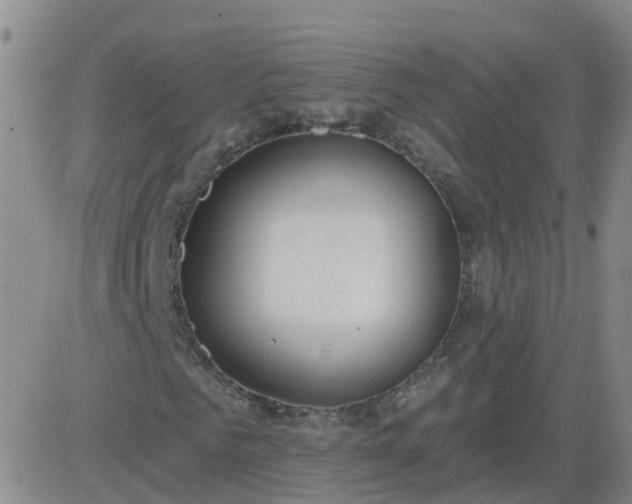 X0000083530961200702161908