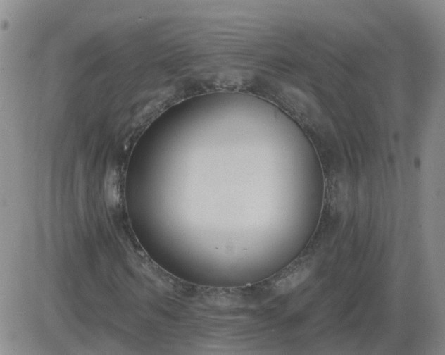 X0000083530962200702161908