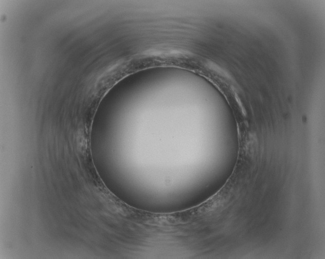 X0000083530966200702161908