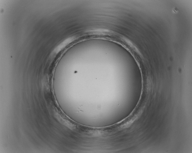 X0000083530970200702161908