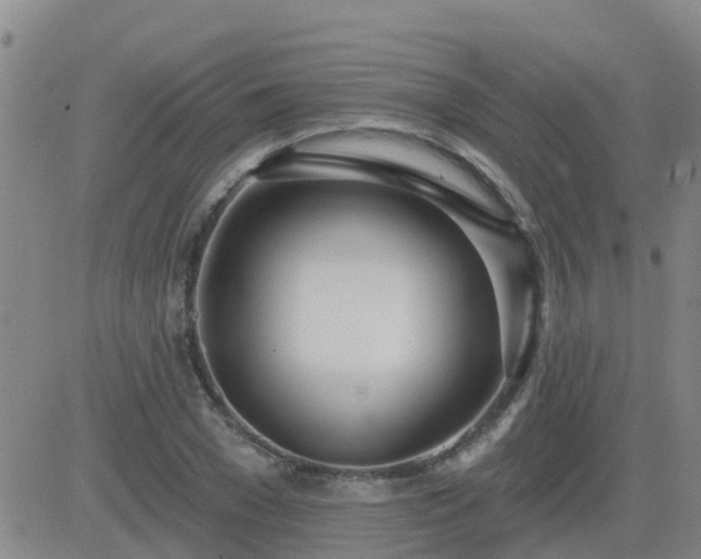 X0000083530977200702161908