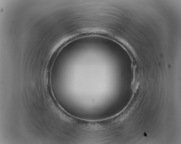 X0000083530983200702161908