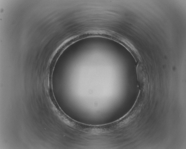 X0000083530984200702161908