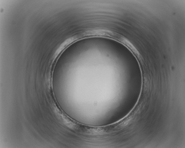 X0000083530994200702161908