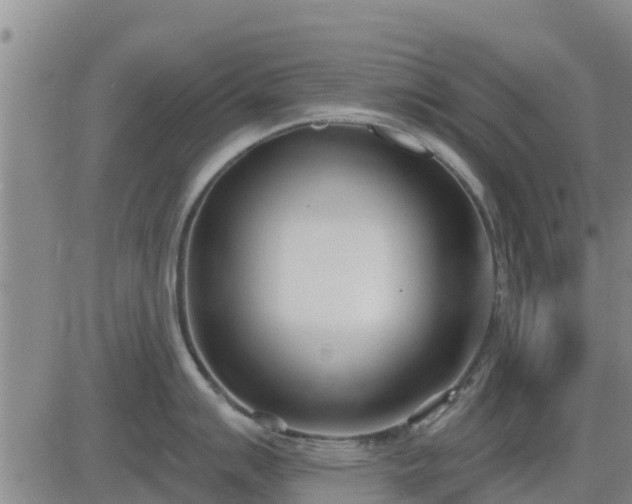 X0000083531007200702161907