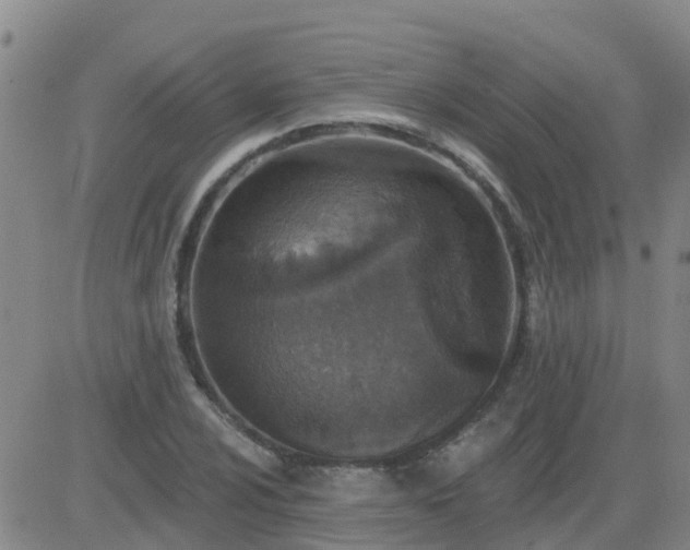 X0000083531024200702161907