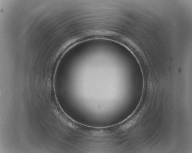 X0000083531025200702161907