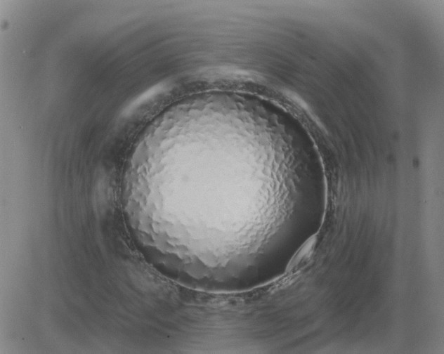 X0000083531063200702161907