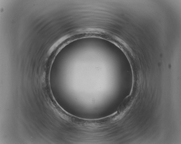 X0000083531066200702161907