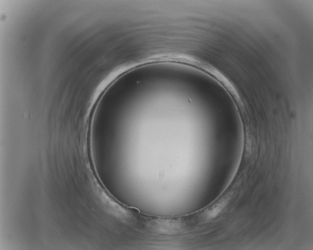 X0000083531102200702161906