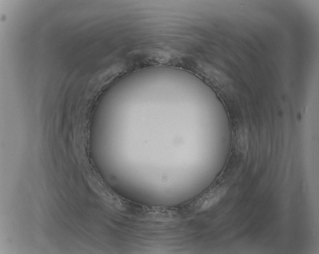 X0000083531105200702161905