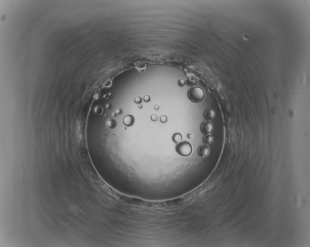 X0000083531106200702161905