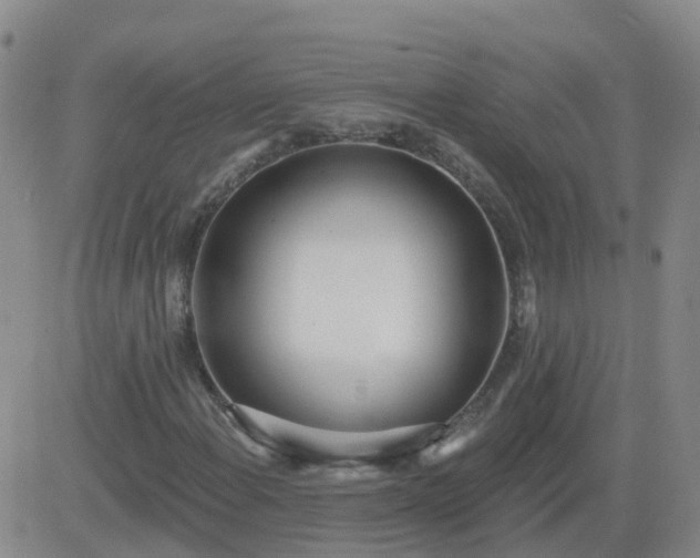 X0000083531108200702161905