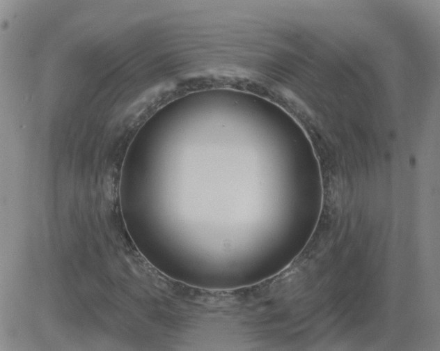 X0000083531110200702161905