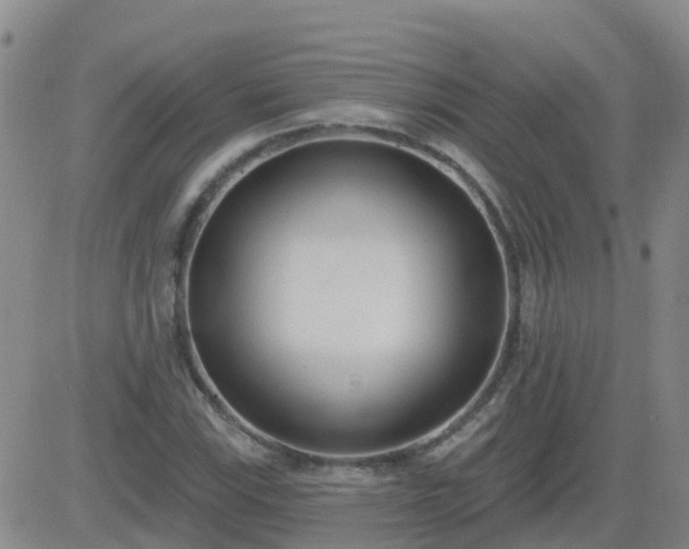 X0000083531115200702161905