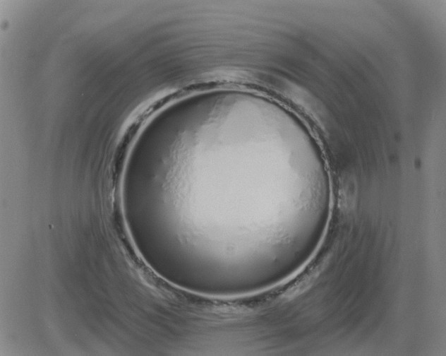 X0000083531117200702161905