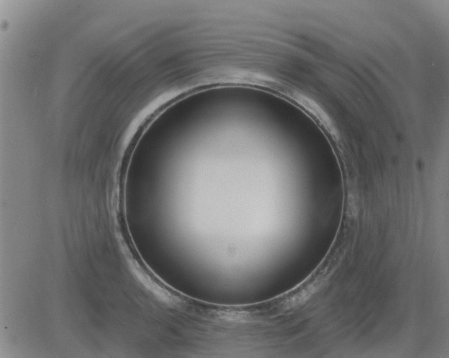 X0000083531136200702161906