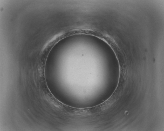 X0000083531159200702161905