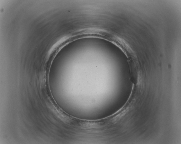 X0000083531164200702161905