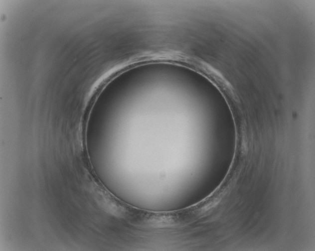 X0000083531174200702161905