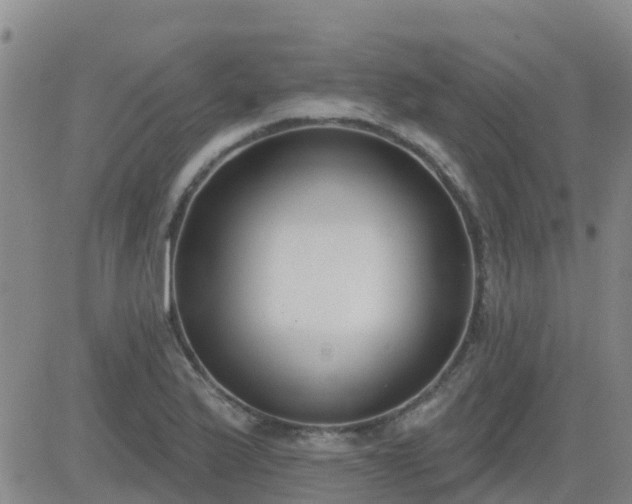 X0000083531175200702161905