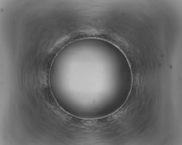 X0000083531205200702161904