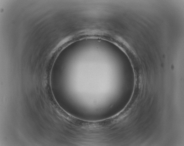 X0000083531213200702161904