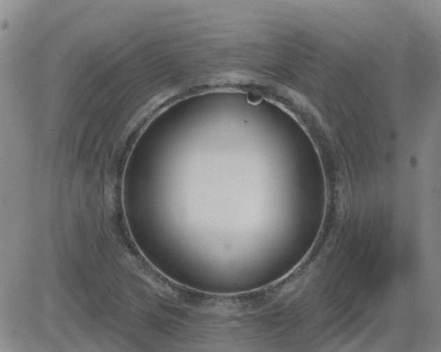 X0000083531217200702161904